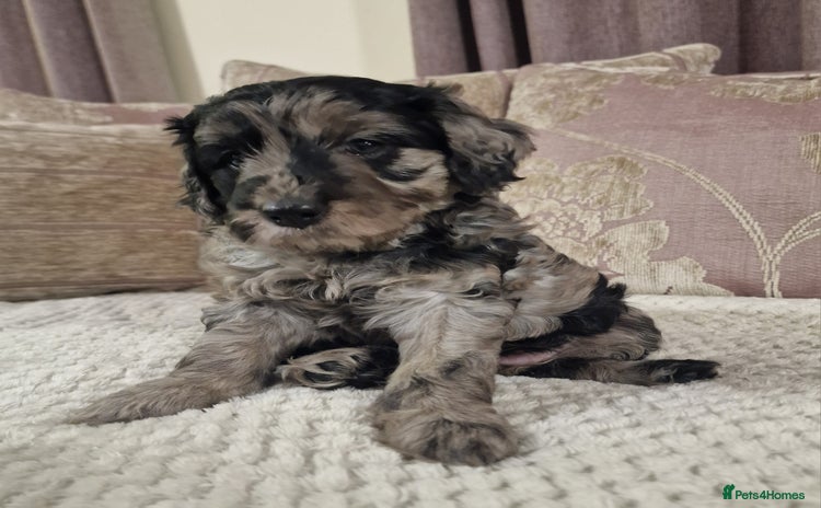 Goldendoodle dogs - Advert 5