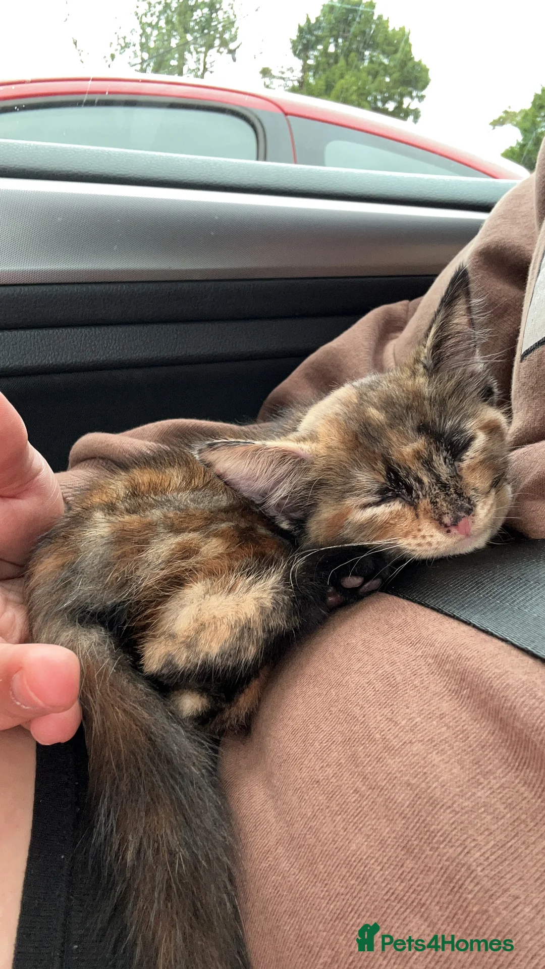 Mixed Breed cats for sale: Amazing trio  - Advert 3