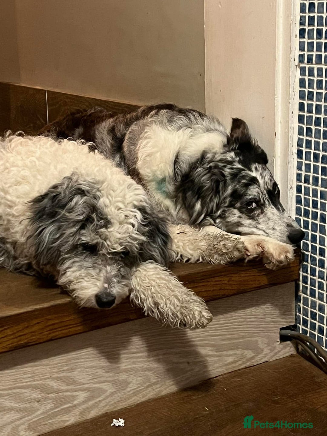 Bordoodle dogs for sale: F1 & F1b Bordoodle pups expected - Advert 2