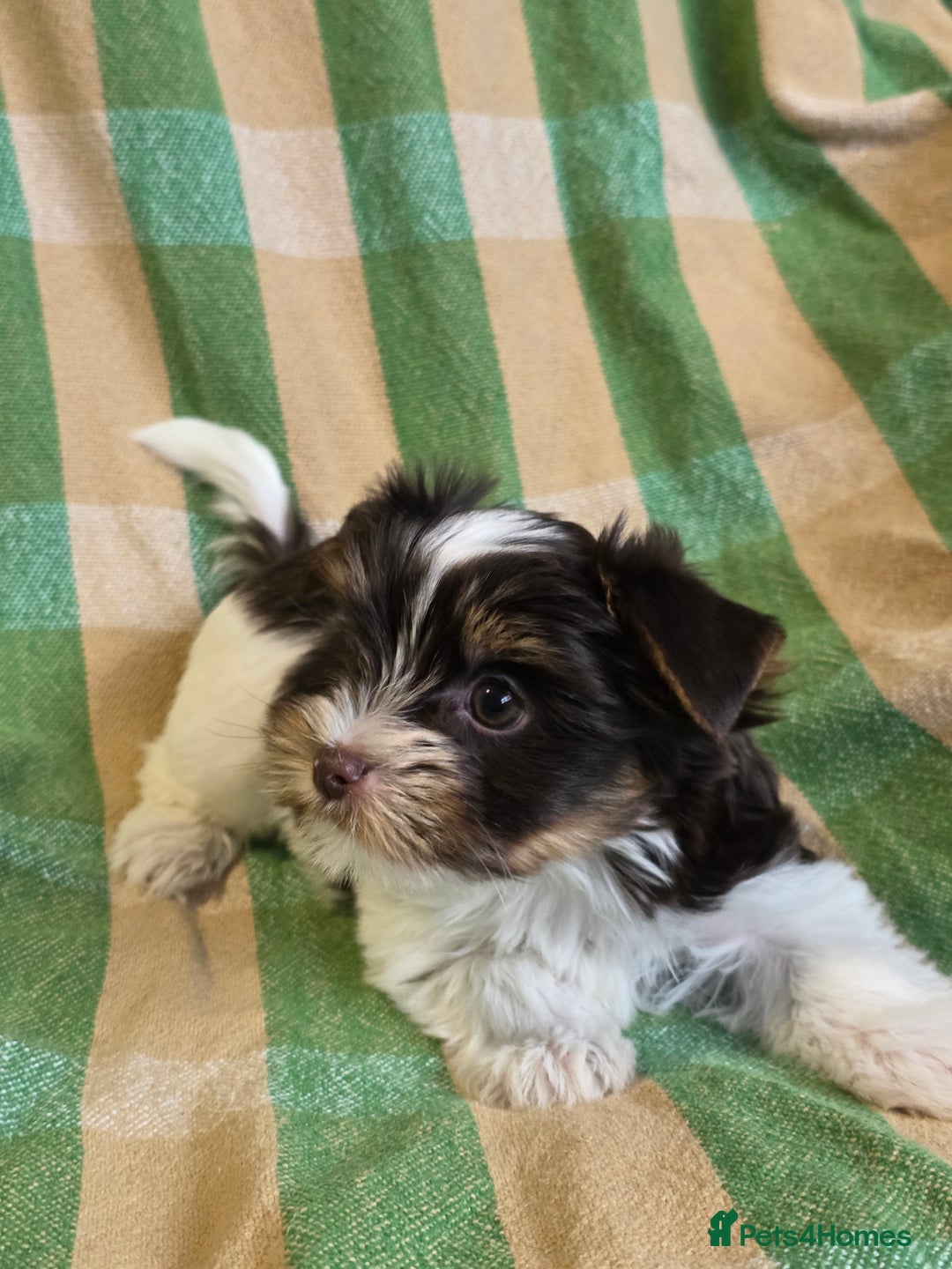 Yorkshire Terrier dogs for sale: Cocos' babies - Advert 13