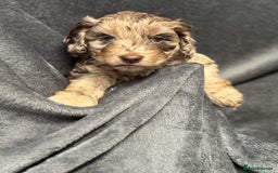 Cockapoo dogs for sale: STUNNING F1 Show Cockapoo Puppies  - Image 11