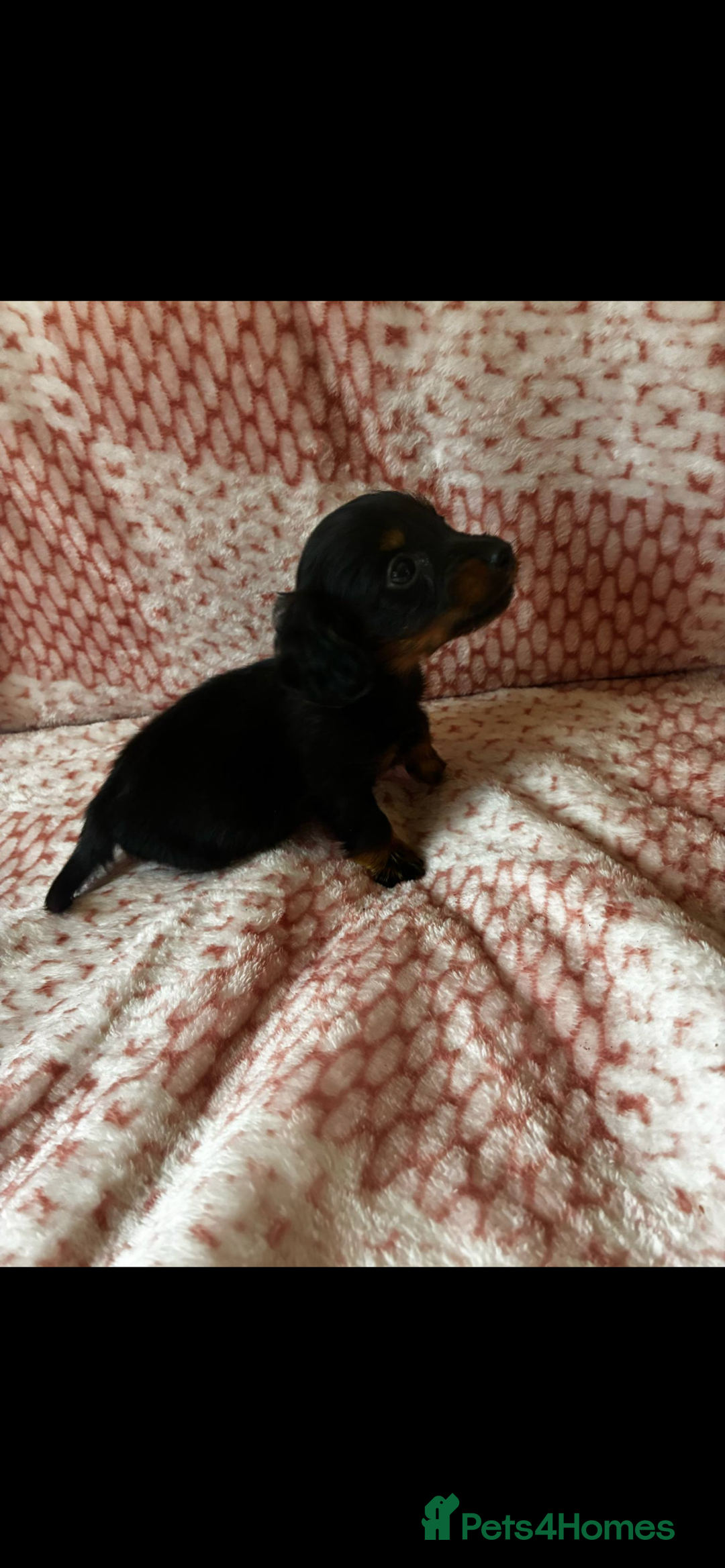 Miniature Dachshund dogs for sale: Miniature  - Image 8