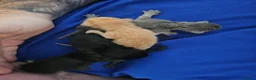 Mixed Breed cats for sale: 4 stunning kittens - Advert 1