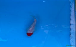 Koi Carp fish for sale: Koi Carp for Sale of Various Varieties and Ages - Image 2