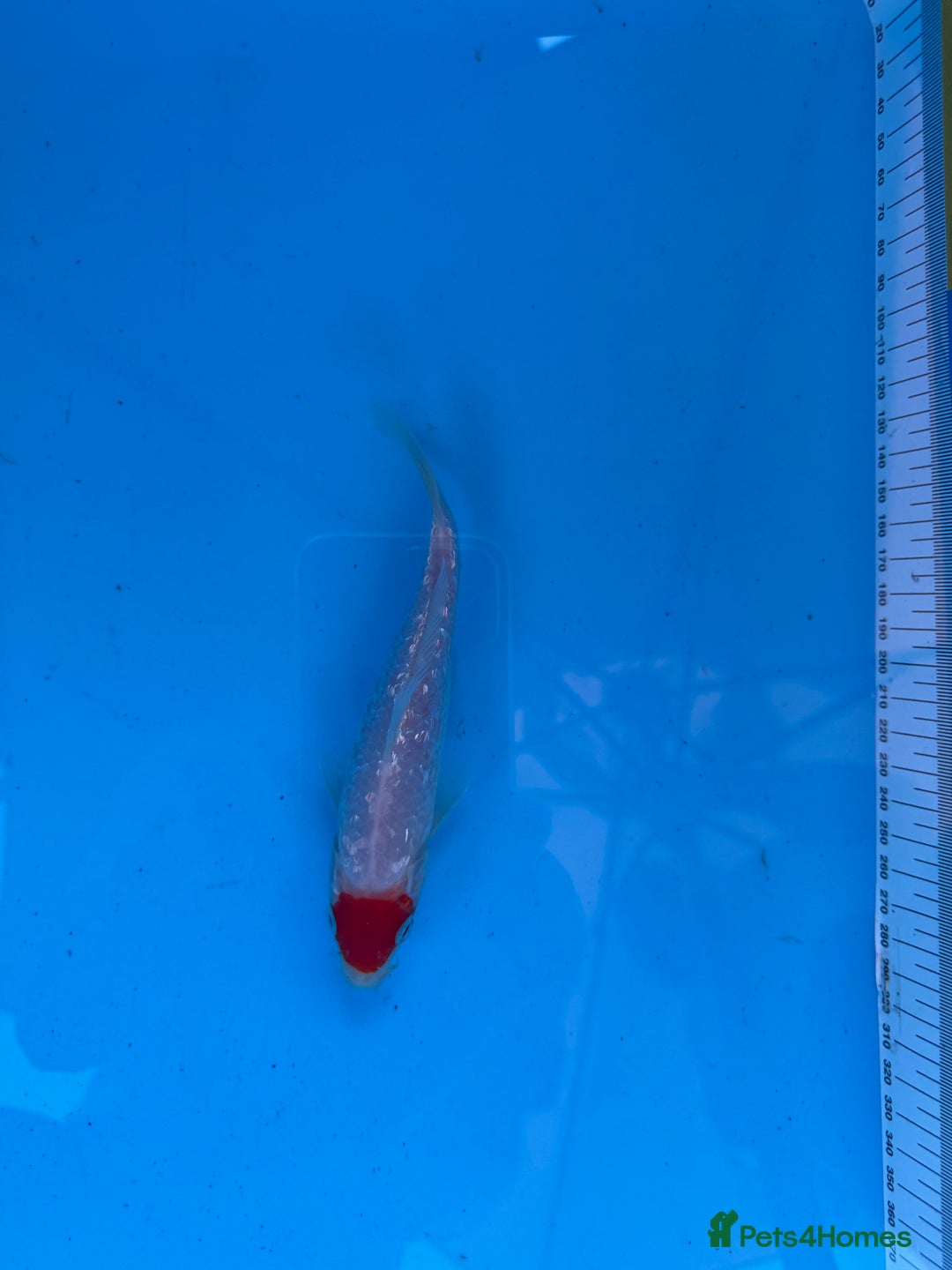 Koi Carp fish for sale: Koi Carp for Sale of Various Varieties and Ages - Image 2