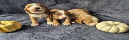 Cocker Spaniel dogs for sale: Beautiful working cocker spaniel puppies in Worcester - Advert 4
