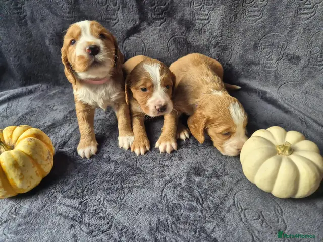 Cocker Spaniel dogs for sale: Beautiful working cocker spaniel puppies - Advert 10