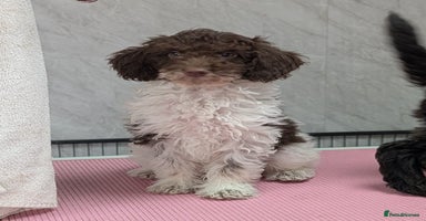 Cockapoo dogs - Advert 1