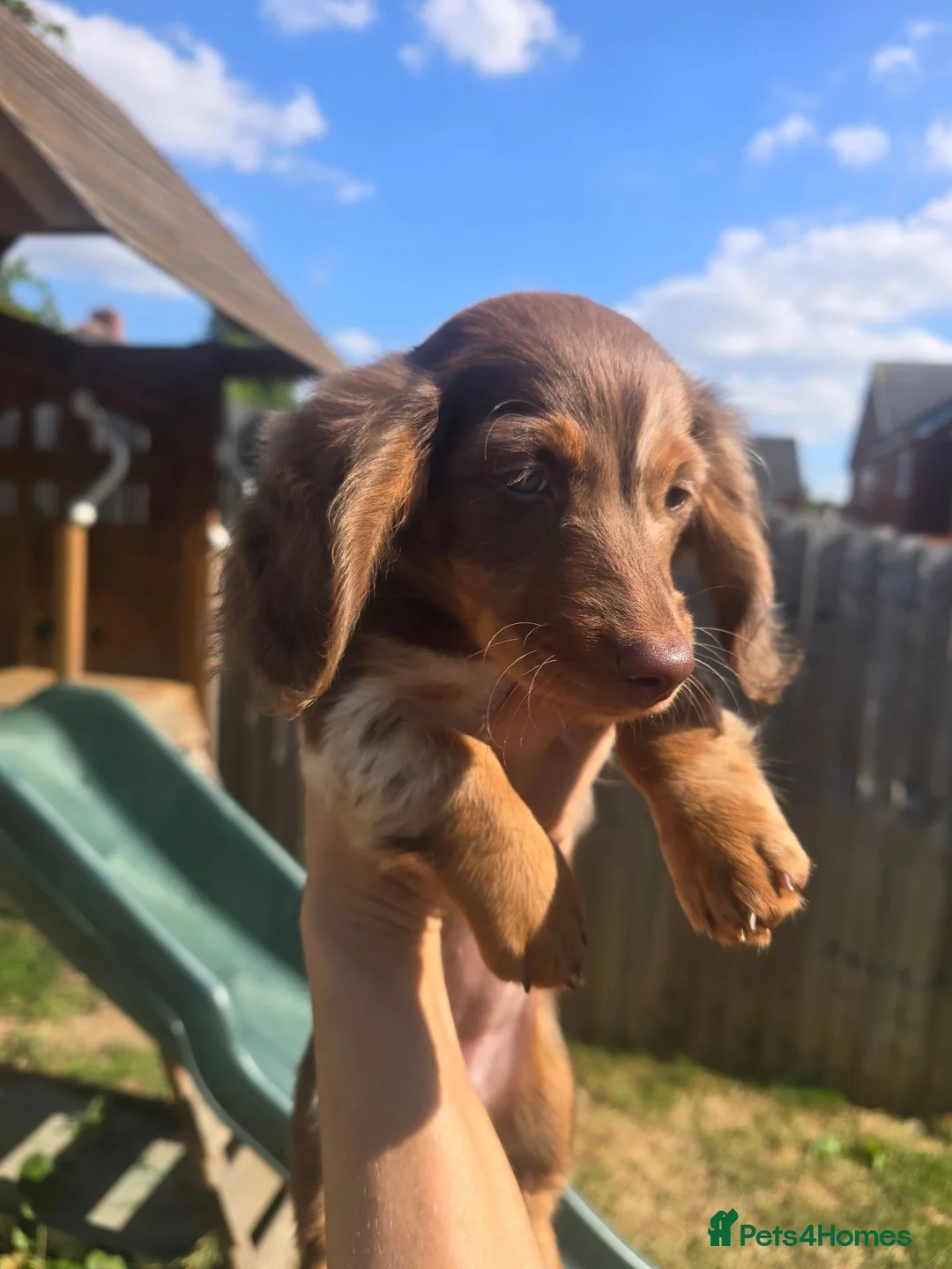 Miniature Dachshund dogs for sale: Ready Now  - Advert 2