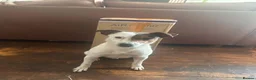Mixed Breed dogs for sale: Jack Russell (Rusty) in Treorchy - Advert 2
