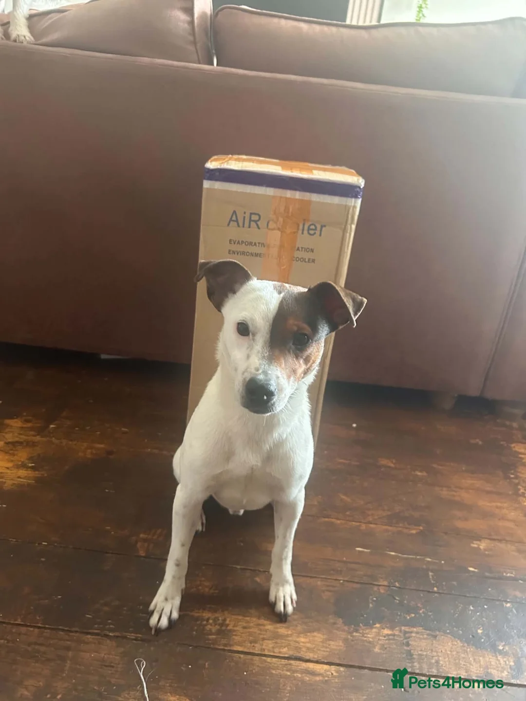 Mixed Breed dogs for sale: Jack Russell (Rusty) in Treorchy - Advert 2