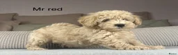 Maltipoo dogs for sale: GORGEOUS MALTIPOOS. BOYS ONLY - Advert 7
