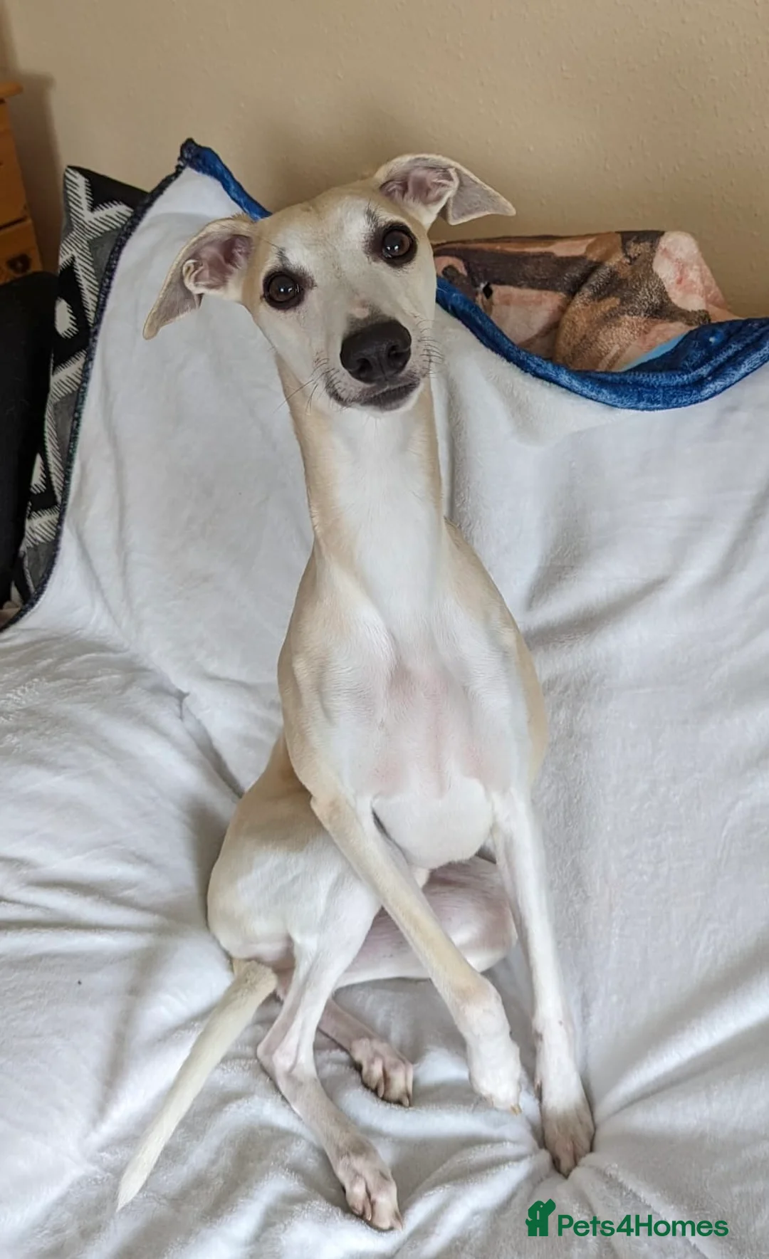Whippet dogs for stud: KC Reg Heart Tested Gorgeous Fawn Whippet at Stud  in Bristol - Advert 9