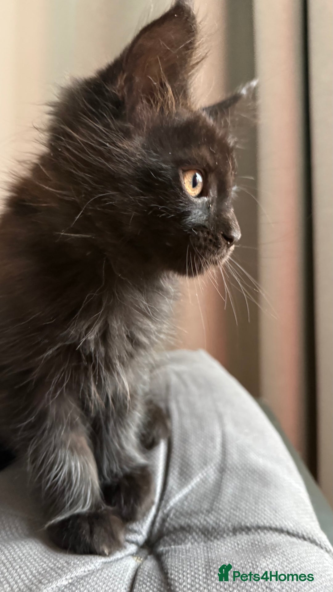 Maine Coon cats for sale: XXL CHAMPION RUSSIAN LINE.MAINE COON KITTENS - Advert 18