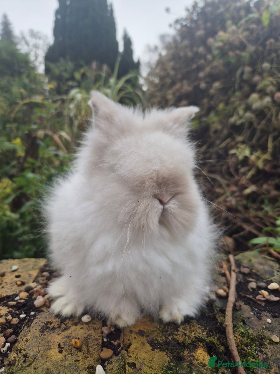 Angora rabbits for sale: Teddydwerg babies 💓💙 READY NOW 😍  - Advert 16