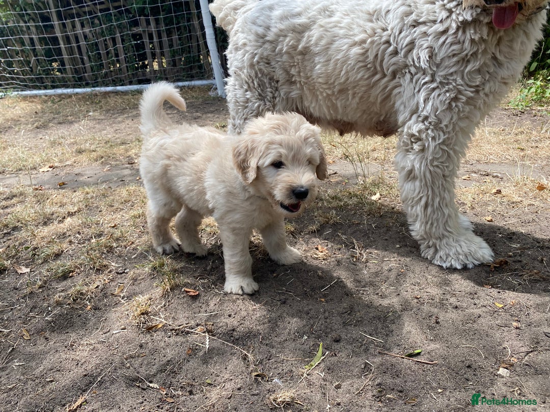 Goldendoodle dogs for sale: Only 2 left of Mela's Marvels F1Bs - Image 30
