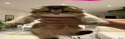 Scottish Fold cats for sale: Golden Scottish Fold Kittens – 2 Boys & 2 Girls - Advert 7