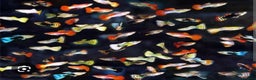 Live Bearers fish for sale: Mixed sized guppys,postage or collection - Advert 1
