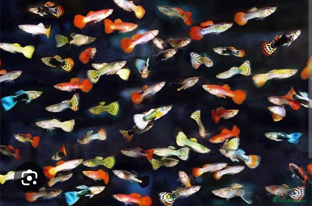 Live Bearers fish for sale: Mixed sized guppys,postage or collection - Image 1