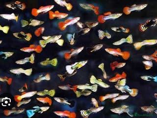 Live Bearers fish Mixed sized guppys,postage or collection - Advert 2