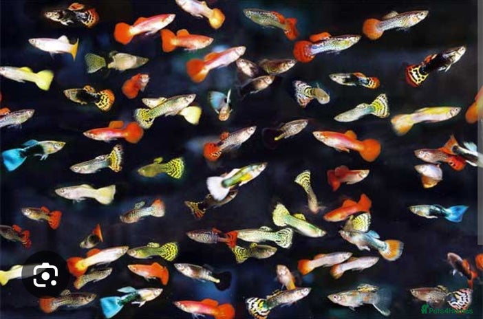 Live Bearers fish - Advert 9