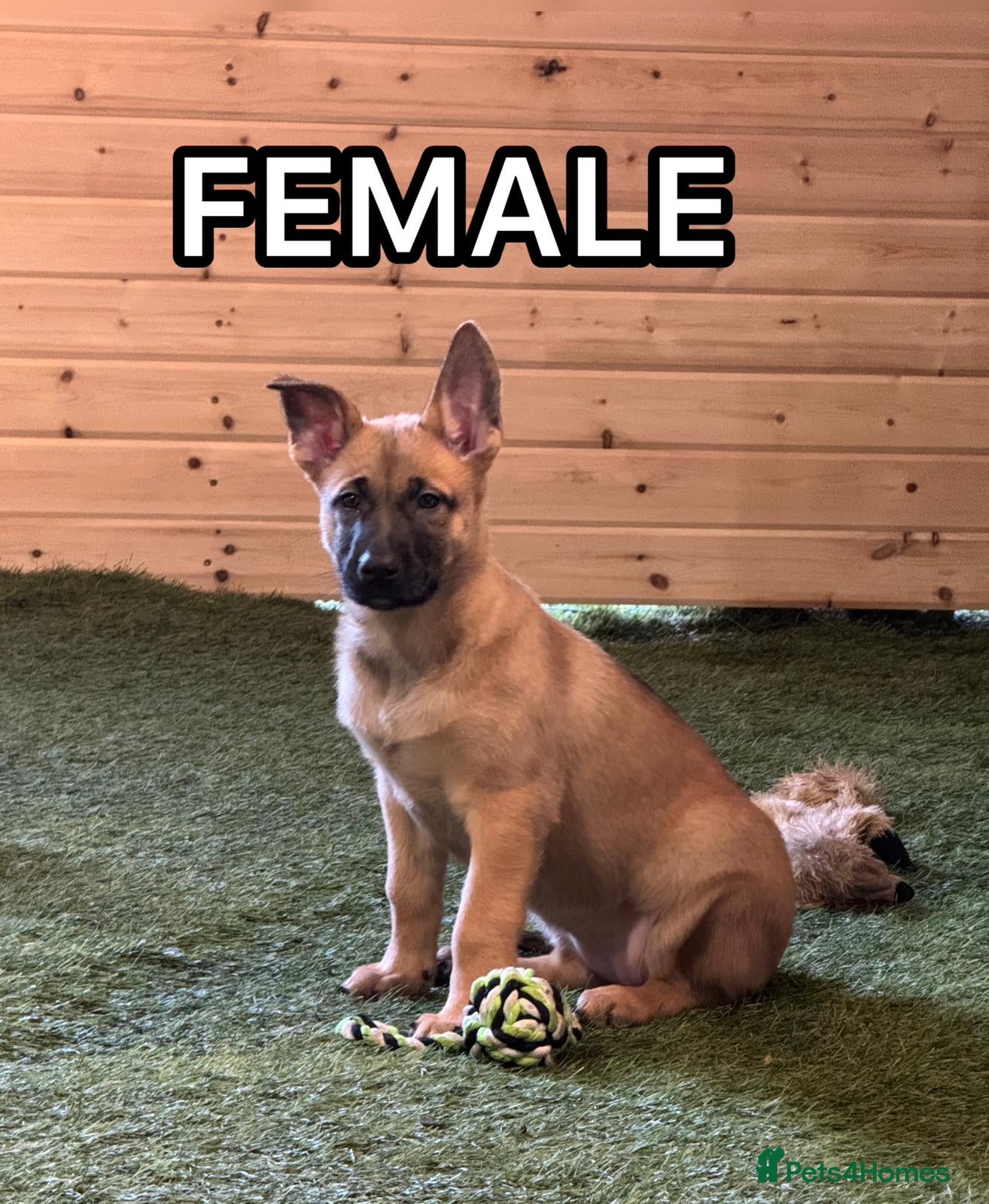 Belgian Shepherd Dog dogs READY NOW Belgian Malinois Pups 4 Left - Advert 1