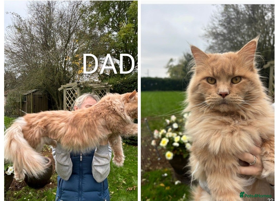 Maine Coon cats for sale: GREAT QUALITY MAINE COON KITTENS/DNA/GCCF  - Advert 20