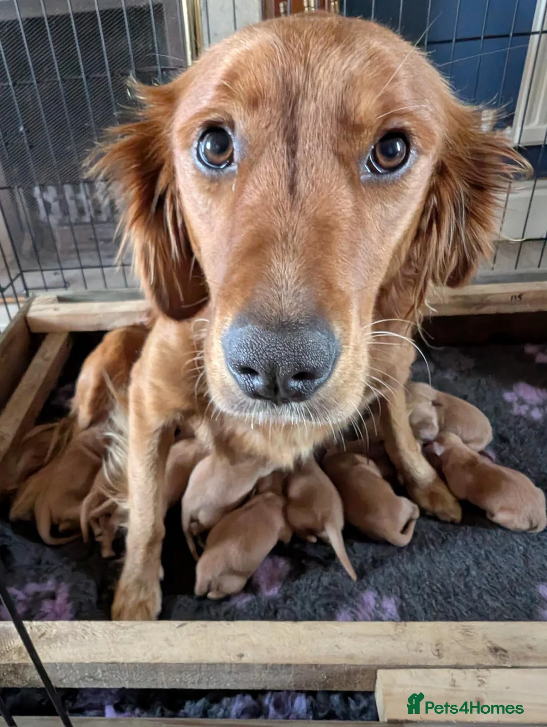 Golden Retriever dogs for sale: DNA hereditary clear pupppies - Advert 2