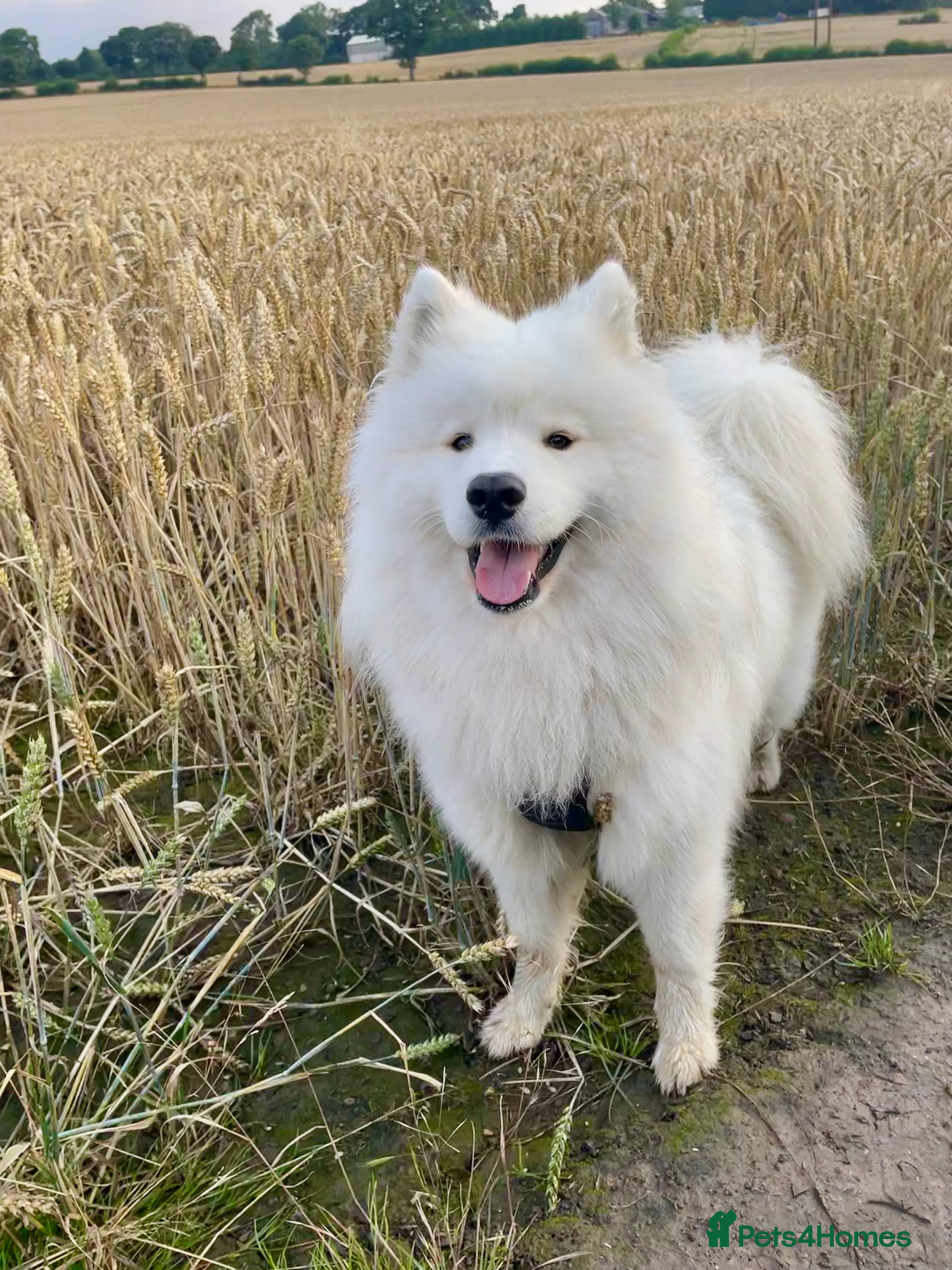 Samoyed dogs KC Registered Pedigree Samoyed Stud  - Advert 1