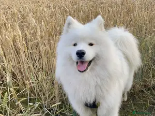 Samoyed dogs KC Registered Pedigree Samoyed Stud - Advert 1