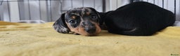 Miniature Dachshund dogs for stud: Proven Stud Black & Tan Miniature Dachshund Stud in Durham - Advert 17