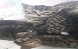 Mixed Breed cats for sale: Playful & cuddly Tabby-Bengal-Mix Kittens £200 - Image 38