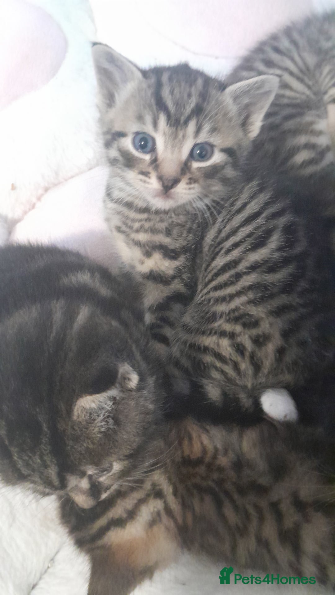 Mixed Breed cats for sale: Playful & cuddly Tabby-Bengal-Mix Kittens £200 - Image 38