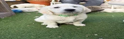 Golden Retriever dogs for sale: 1 KC REGISTERED BOY PUP LEFT - Advert 3