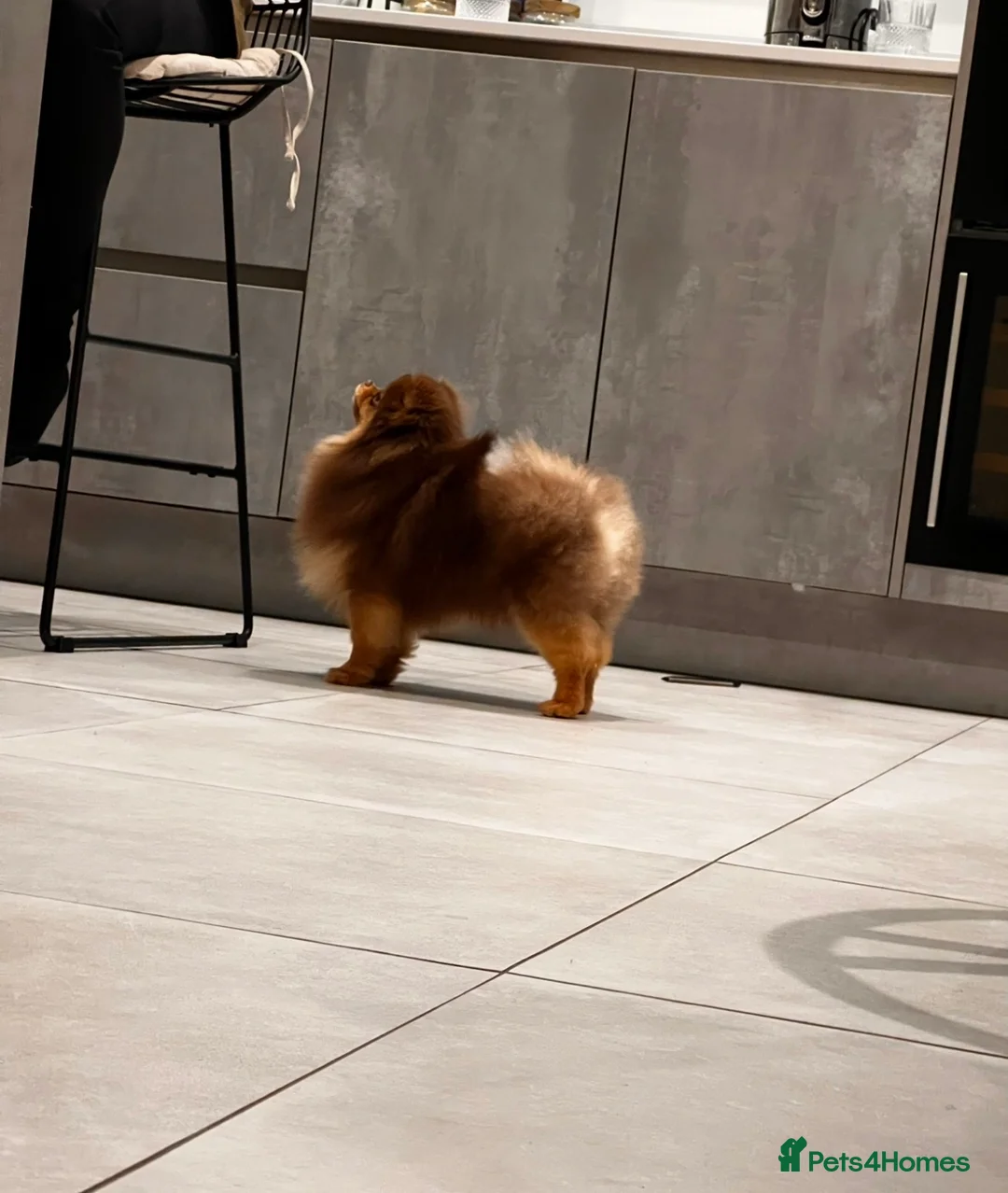 Pomeranian dogs for stud: Tiny Chocolate and Tan Pomeranian  - Advert 3