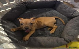 Staffordshire Bull Terrier dogs for sale: LAST ONE! KC RED STAFFORDSHIRE BULL TERRIER PUPS. - Image 16