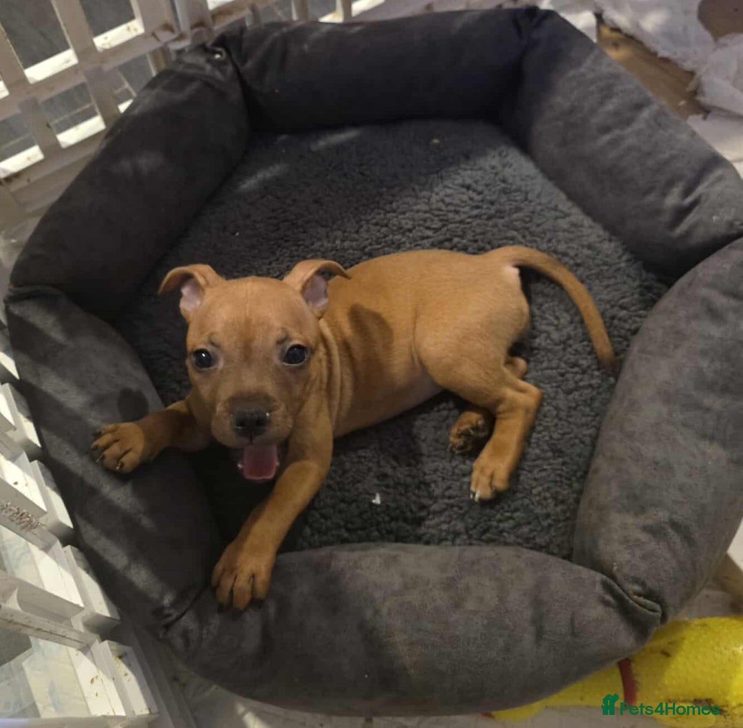 Staffordshire Bull Terrier dogs for sale: LAST ONE! KC RED STAFFORDSHIRE BULL TERRIER PUPS. - Image 16