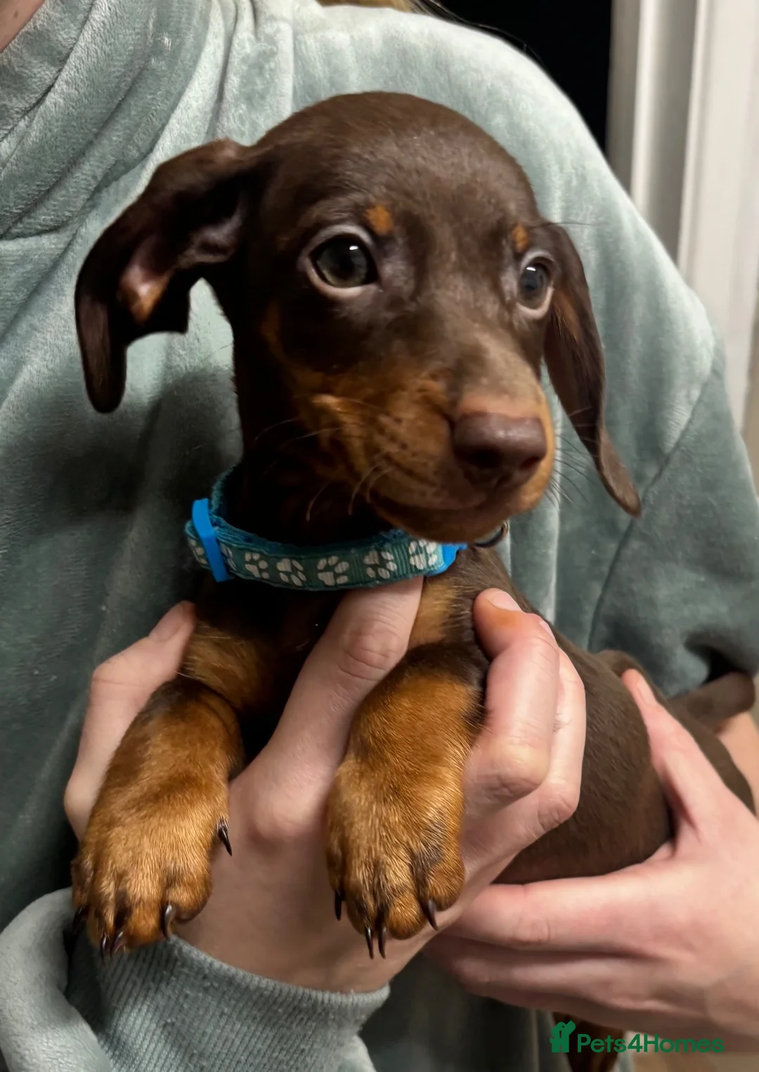 Dachshund dogs for sale: Stunning Chocolate & Tan Dachshund Puppies - Advert 1