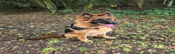 German Shepherd dogs for sale: German Shepherd Pup  - Advert 6