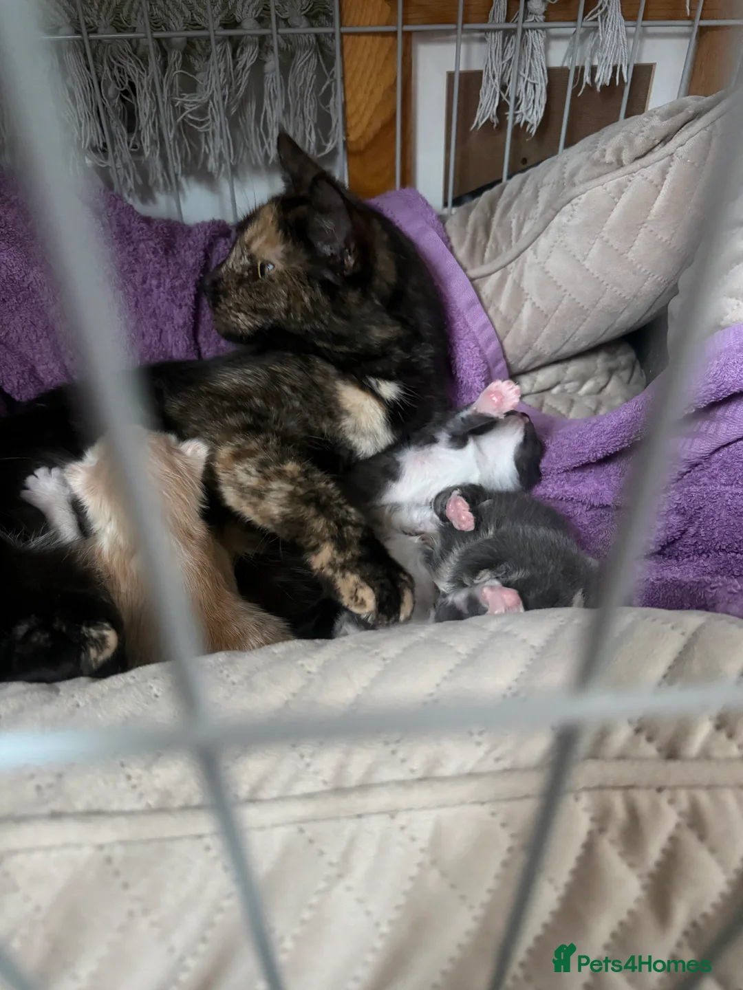 Maine Coon cats for sale: Maincoon mix  - Advert 10