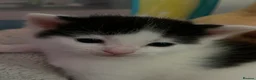 Mixed Breed cats for sale: Kittens - Advert 2
