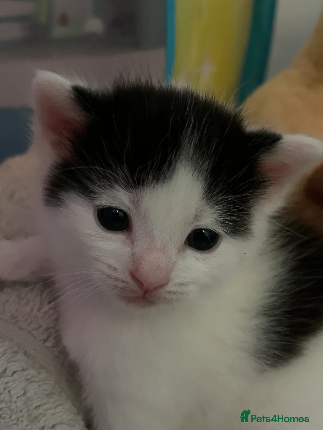 Mixed Breed cats for sale: Kittens - Advert 2