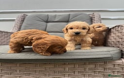 Cockapoo dogs for sale: F1 Cockapoos puppies (council licensed breeder) - Image 8