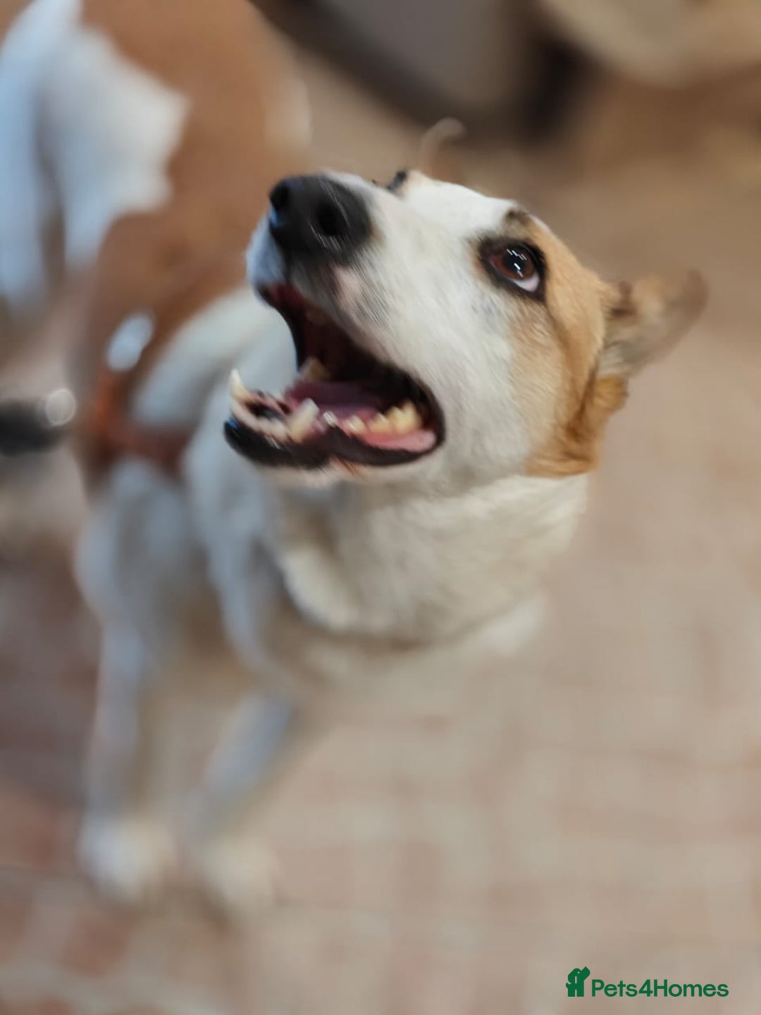 Mixed Breed dogs for adoption: ❤️Alaya❤️- Gentle 4 years old girl  - Advert 5