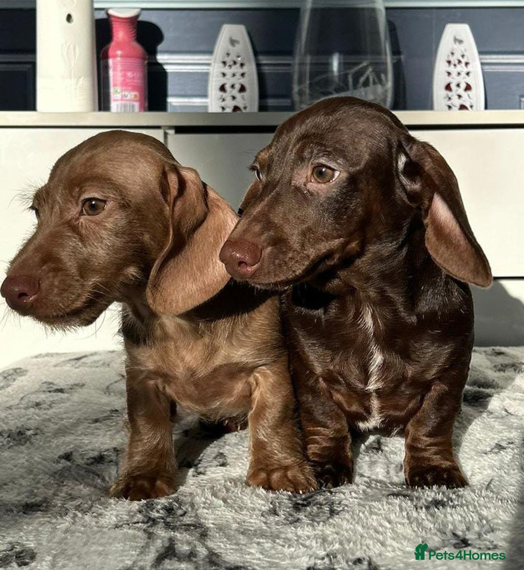 Dachshund dogs for sale: FULLY VAX kc REG PRA CLR miniature dachshunds  - Advert 10
