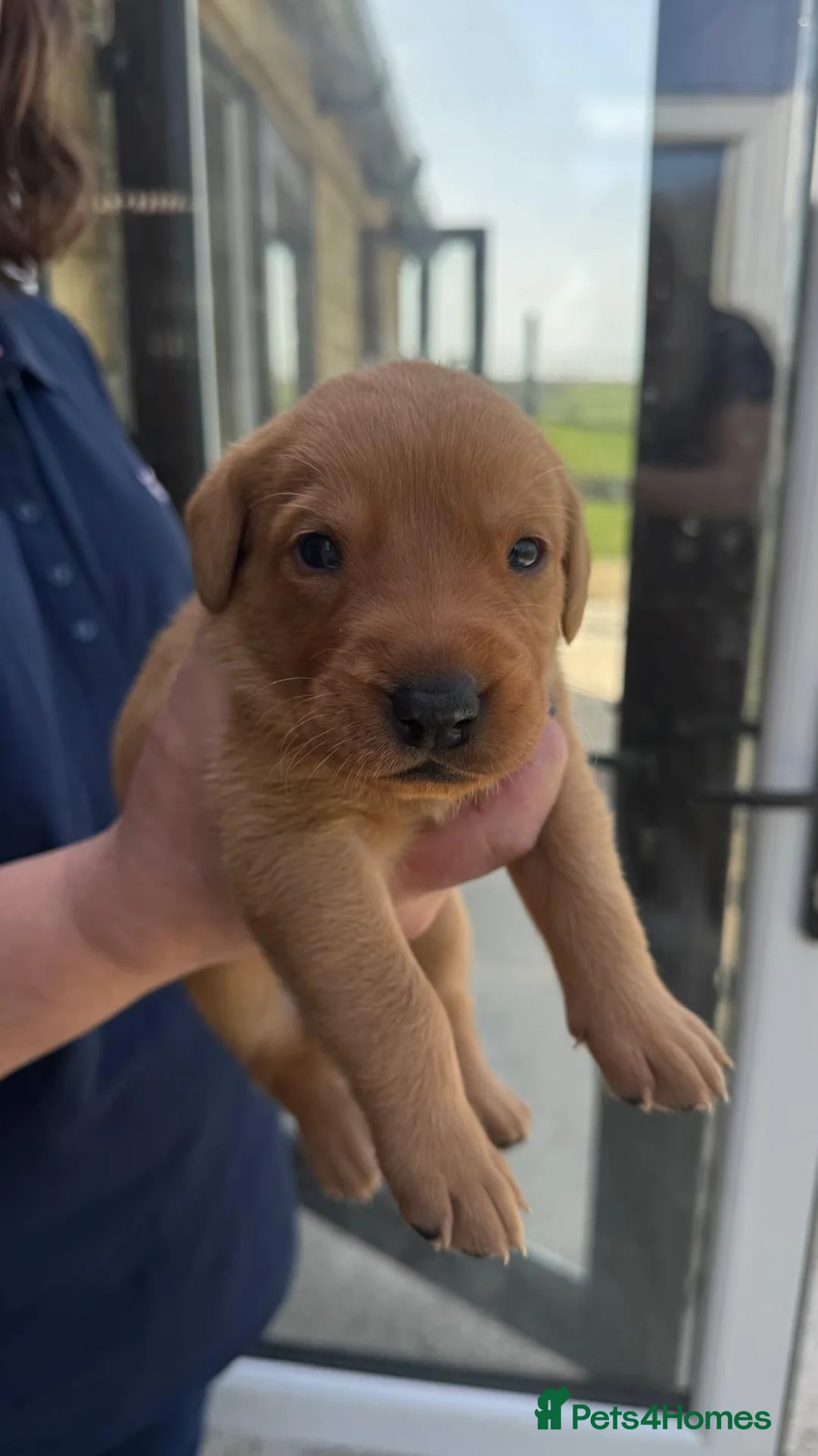 Labrador Retriever dogs for sale: Five Star Council Registered Breeders litter - Advert 13