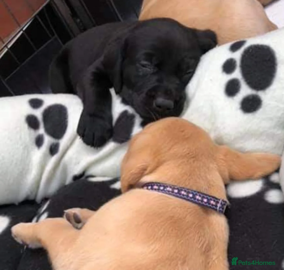 Labrador Retriever dogs for stud: Proven Labrador for Stud in Birmingham - Advert 4