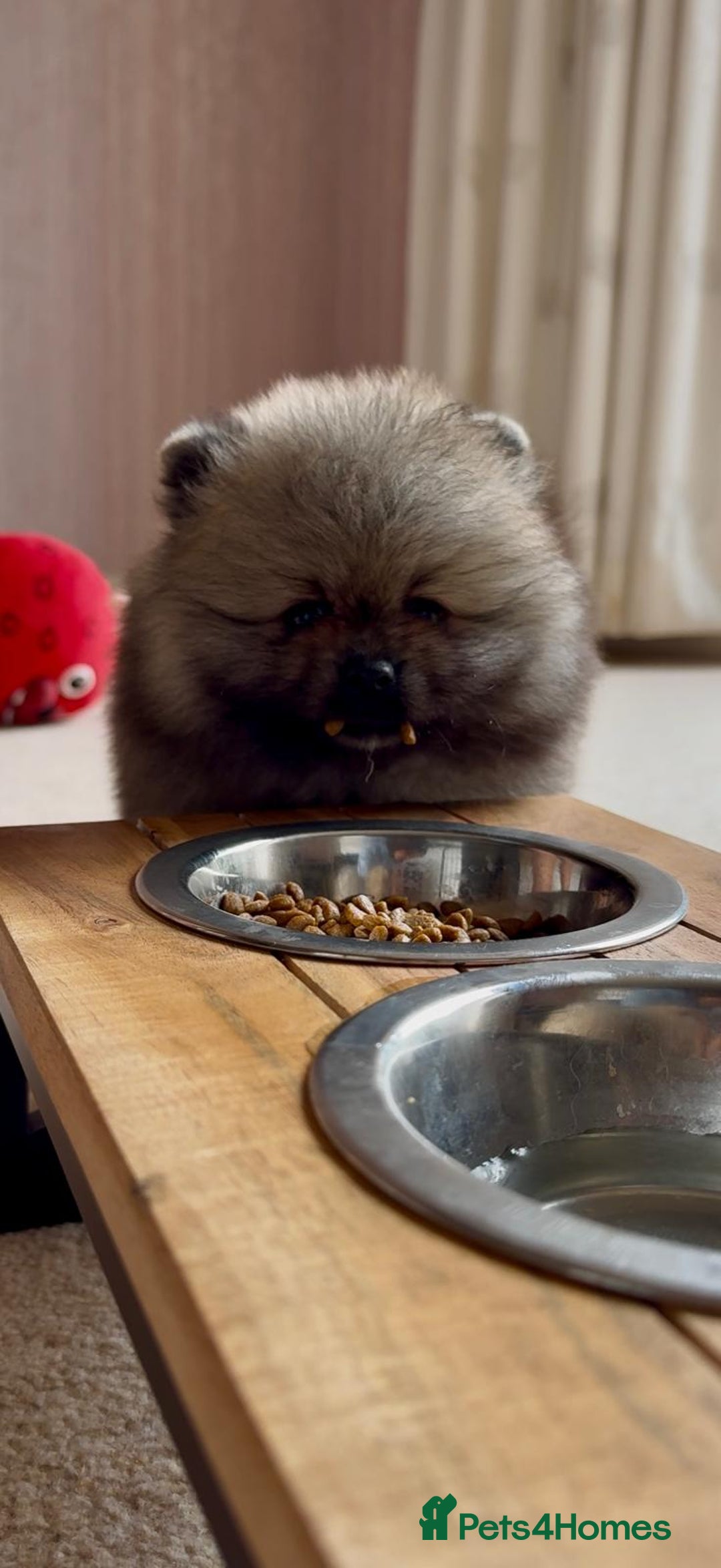 Pomeranian dogs for sale: Teddy Face Pomeranian Champion European Bloodline  - Image 2