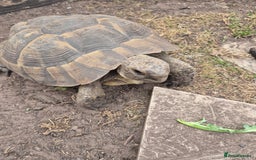 Tortoise reptiles for sale: Spur thighed tortoise female - Image 4