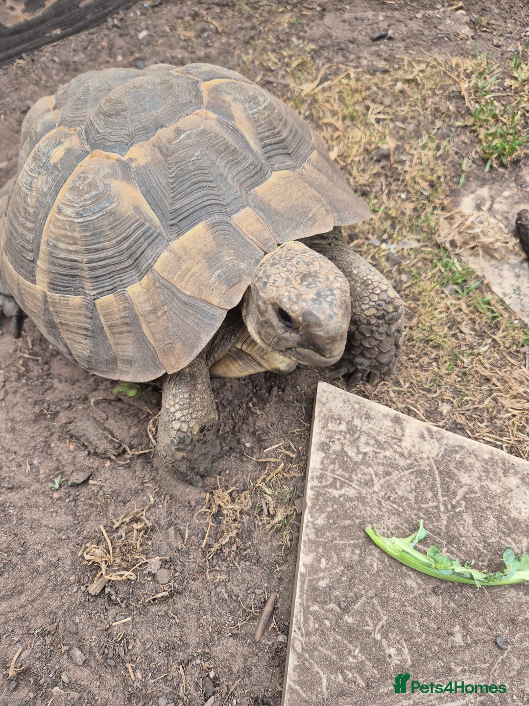 Tortoise reptiles for sale: Spur thighed tortoise female - Image 4